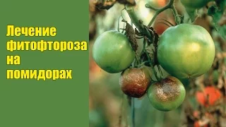 Фитофтора на помидорах: лечение народными и традиционными способами