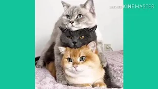 CAN YOU HOLD YOUR LAUGH? - Crazy CATS at their best - 2020 Funny and Cute! Compitation #19