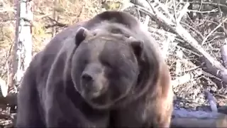 Bear Attacks Truck!