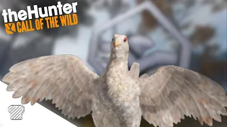 Leucistic Super Rare Capercaillie on Multiplayer | theHunter: Call of The Wild