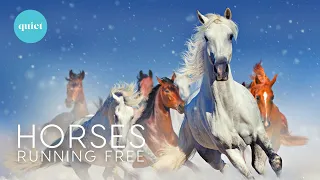 3 HOURS DEEP RELAX |  WILD HORSES Running in the Snow | Animals Relaxing Nature Film + calming music