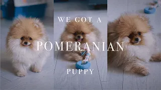 We got our Pomeranian puppy | Picking up & Bringing home