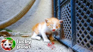 Sick Kitten That the Mom Cat Does Not Care For is Waiting For Help in A Corner-First Bath For Kitten