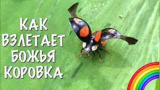 Божья Коровка взлетает.Чудесные насекомые