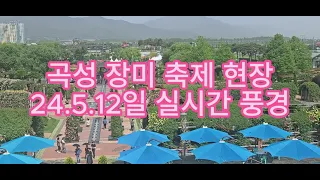 곡성장미 축제 현장 섬진강 기차마을 5월 12일 실시간 풍경