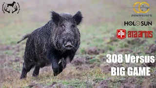 SHOT OF 8 BOARS - Dexter Prod@