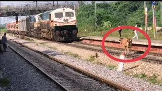 Train ke aage cow 😢😢😢😢 accident very sad