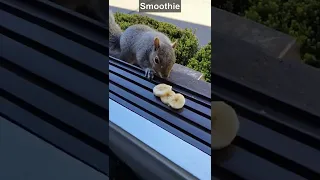 Squirrels' reactions to banana