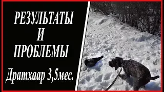 Дратхаар. Дэви 3,5 месяца ( результаты и проблемы)