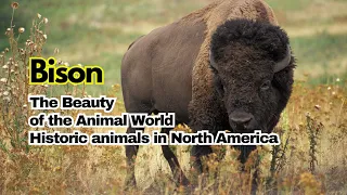 Amazing Facts | Bison Facts | Historic animals in North America