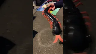 Lets Play Centipede #viral #trending #shorts #toys #amazing