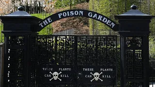 The Poison Garden of Alnwick |  Enter the Deadliest Garden in the World | The Poison Garden