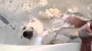 Собака кайфует в ванной,любитель помыться