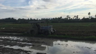 Fiat Tractor 80-66DT ploughing paddy field