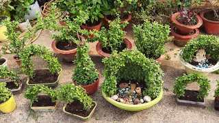 JADE PLANTS - Propagation, care and tips | JADE PLANTS TOPIARY maintenance & Tips to grow