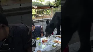 Black bear gatecrashes family picnic in Mexico | ABC News