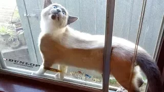 WARNING: You will POOP YOUR PANTS from LAUGHING TOO HARD - FUNNY CATS compilation