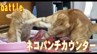 【猫動画】猫パンチカウンター炸裂～