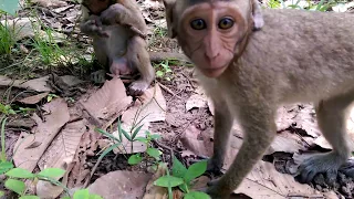 Funny monkeys will make you laugh hard,   Funny and cute compilation,   Must watch! lol