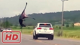 Animals Hit By Cars 😱 Animal Car Crashes 2017 Extreme Moments