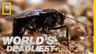 Hairy Spider vs. Wasp | World's Deadliest