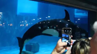 Orca in Moscow oceanarium Moskvarium at VDNKh