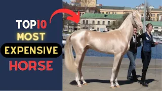 Top 10 Most Expensive Horse Breeds in the World | 2023