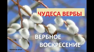 ЧУДЕСА ВЕРБЫ Вербное воскресение