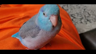 Blue parrotlet singing