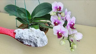 This Magical Powder Instantly And rotten orchids revive and bloom immediately