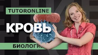 КРОВЬ. ЕГЭ по биологии | TutorOnline | Биология