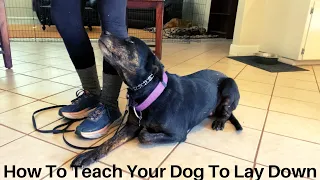 How To Teach Your Dog To Lay Down