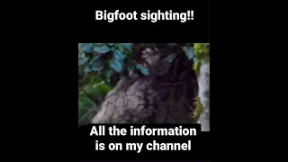 BIGFOOT sighting!!