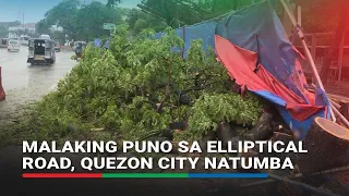 Malaking puno sa Elliptical Road, Quezon City natumba