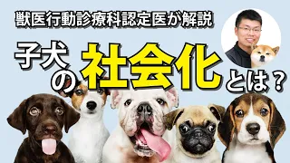 子犬の社会化とは！？獣医行動診療科認定医が解説