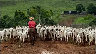 FAZENDA DE PORTEIRA FECHADA 230 ALQ 140 FORMADO EM MEDICILÂNDIA-PA