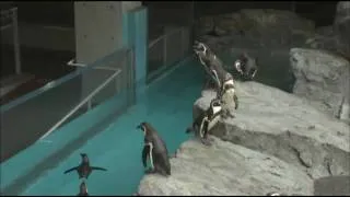 フンボルトペンギン　長崎ペンギン水族館（Nagasaki Penguin Aquarium)