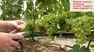 Одна из лучших летних форм винограда - ВАЛЕК, с приятным мускатом ягод и огромными гроздями!