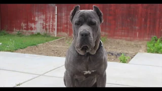 Cane Corso Italiano growing up from 2-10 months