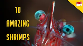 10 Amazing shrimps You wouldn't believe exist .