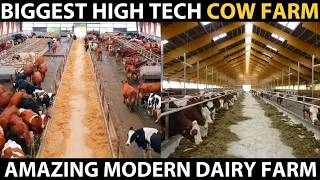 High Tech Cow Farm | Modern Dairy Farm in Denmark