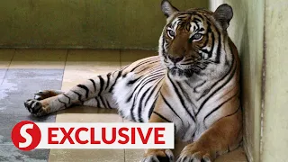 ECOWATCH: Malaysia’s ambitious tiger breeding programme