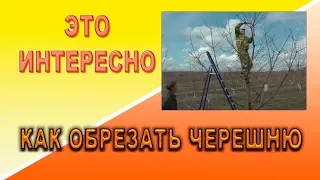 Это интересно  Как обрезать черешню