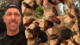 The BEST roach species, and how to set them up!