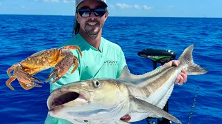 Surprise LING (Cobia) and Last Stone Crab Trap Pull of the Season! Catch and Cook