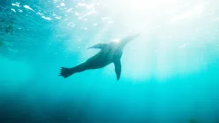 How A Sea Lion Saved a man's Life