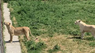 Мясные "конфетки" для львов) Тайган Lions in Crimean Taigan