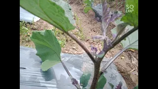 Land Preparation/Cultivation up to harvesting. .Eggplant (Talong) Farming