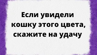 Если на улице увидели кошку этого цвета - скажите так. | Народные приметы