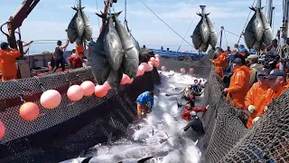 A Way For Fishermen Net Fishing Tuna - Giant Bluefin Tuna Catch Hundred Tons Tuna Fish On the sea #6